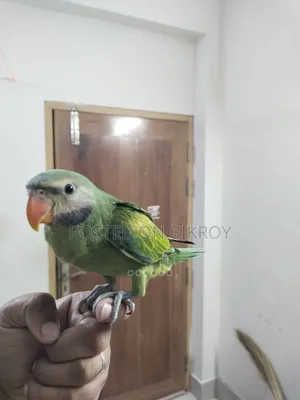 Indian Ringneck