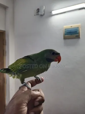 Indian Ringneck