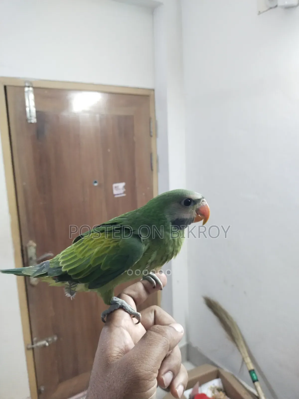 Indian Ringneck