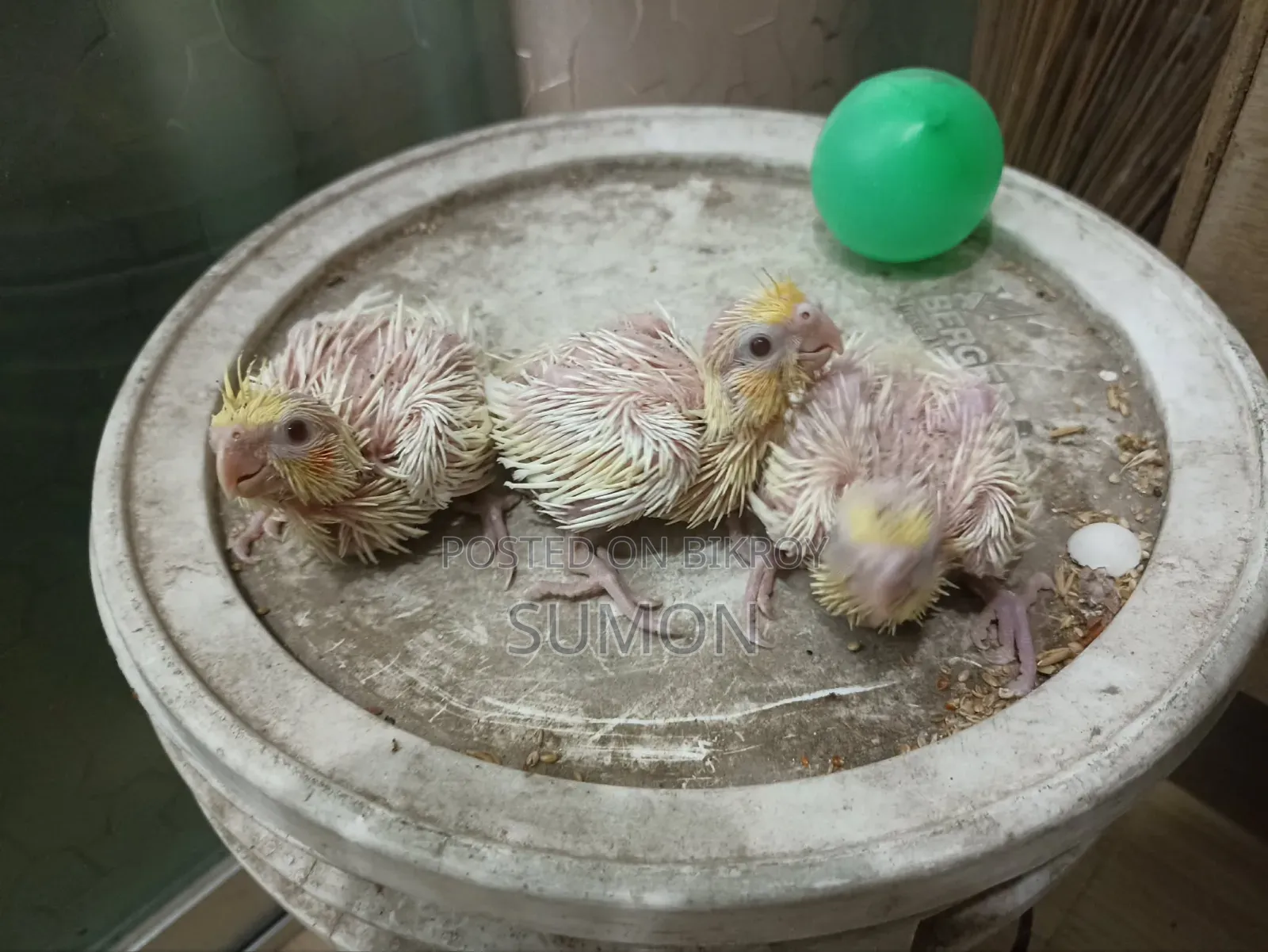 Lutino Cockatiel Chick