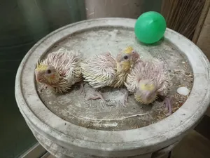 Lutino Cockatiel Chick