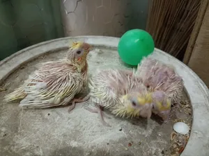 Lutino Cockatiel Chick