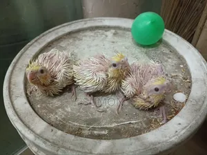 Lutino Cockatiel Chick