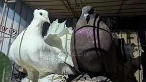 Lakha Pigeon
