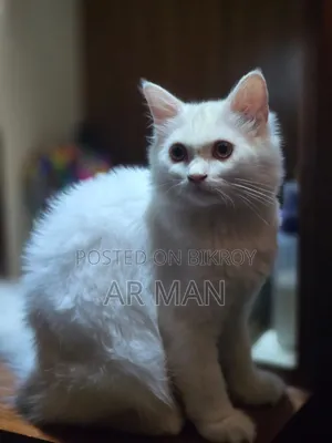 3-6 months Male Mixed Breed Persian