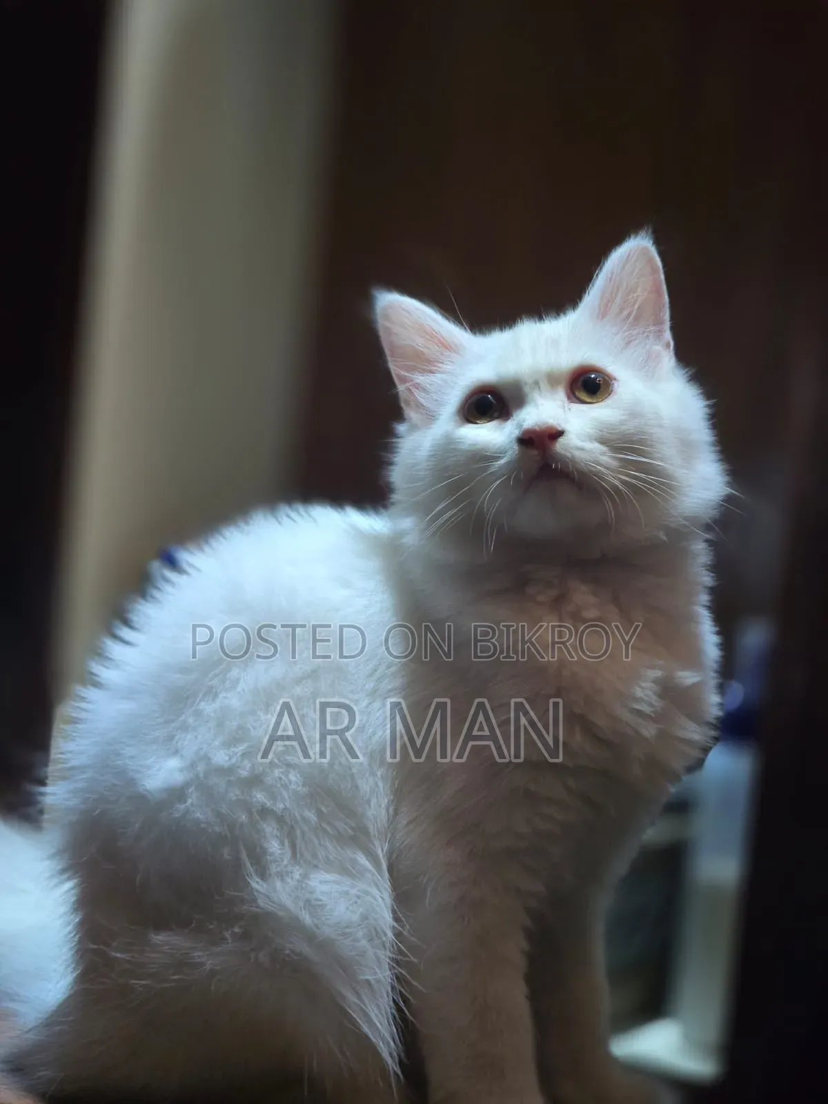 3-6 months Male Mixed Breed Persian