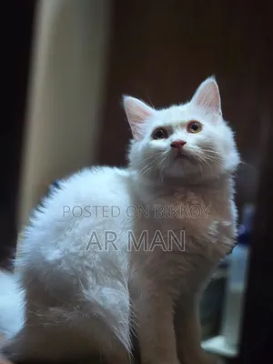3-6 months Male Mixed Breed Persian