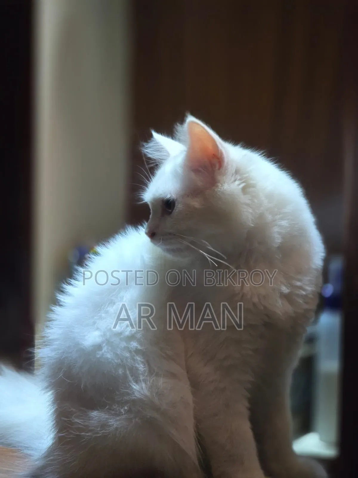 3-6 months Male Mixed Breed Persian