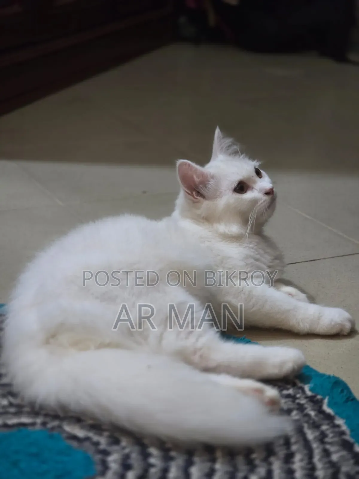 3-6 months Male Mixed Breed Persian