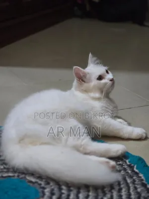 3-6 months Male Mixed Breed Persian