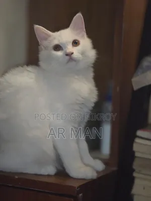 3-6 months Male Mixed Breed Persian