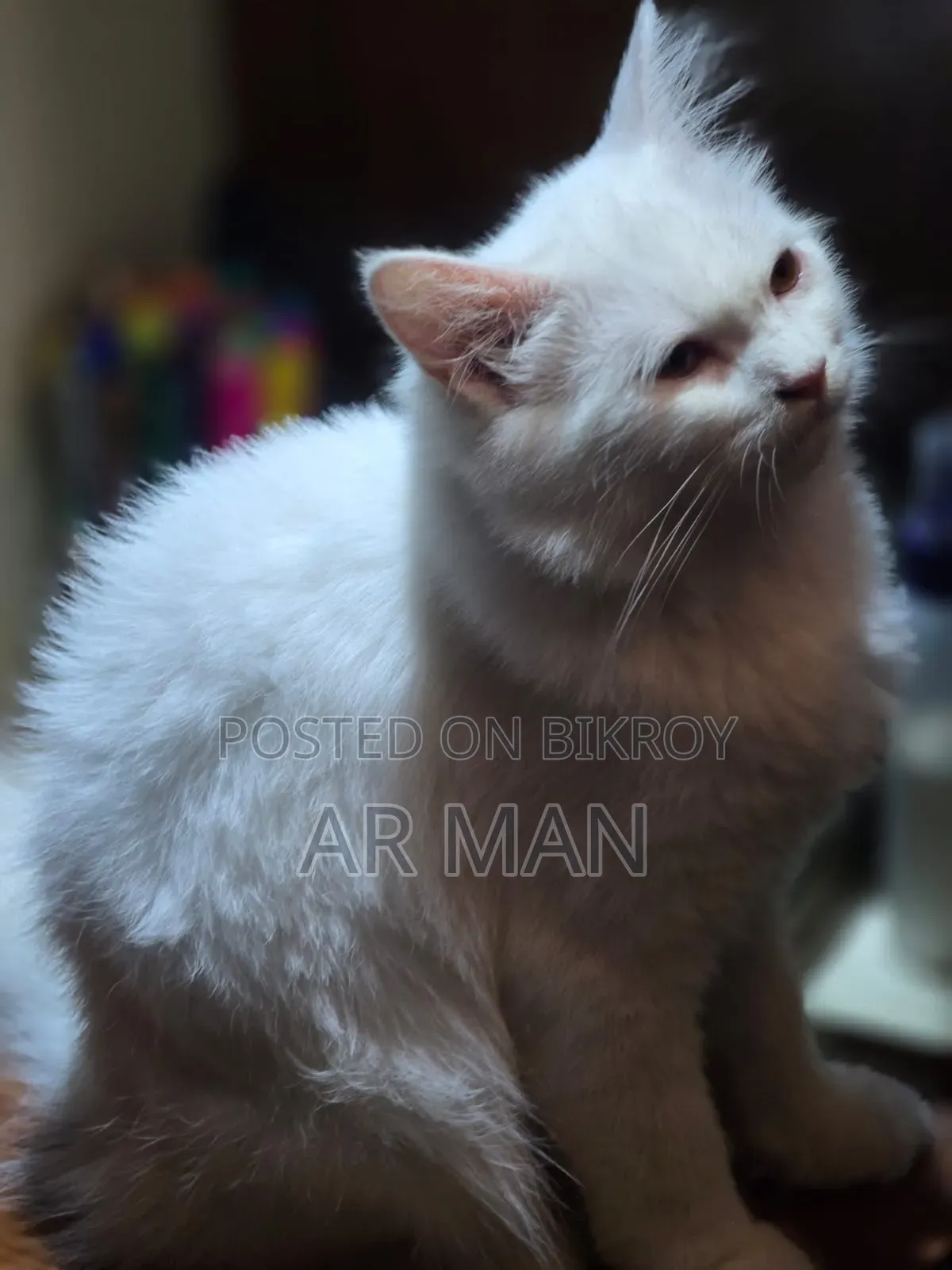3-6 months Male Mixed Breed Persian