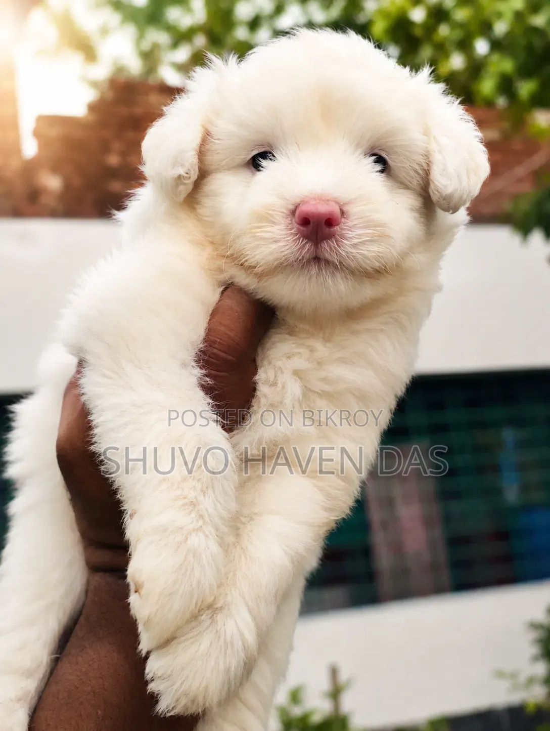 1-3 months Male Purebred Lhasa Apso