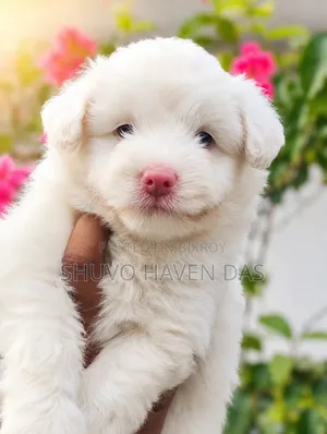 1-3 months Male Purebred Lhasa Apso