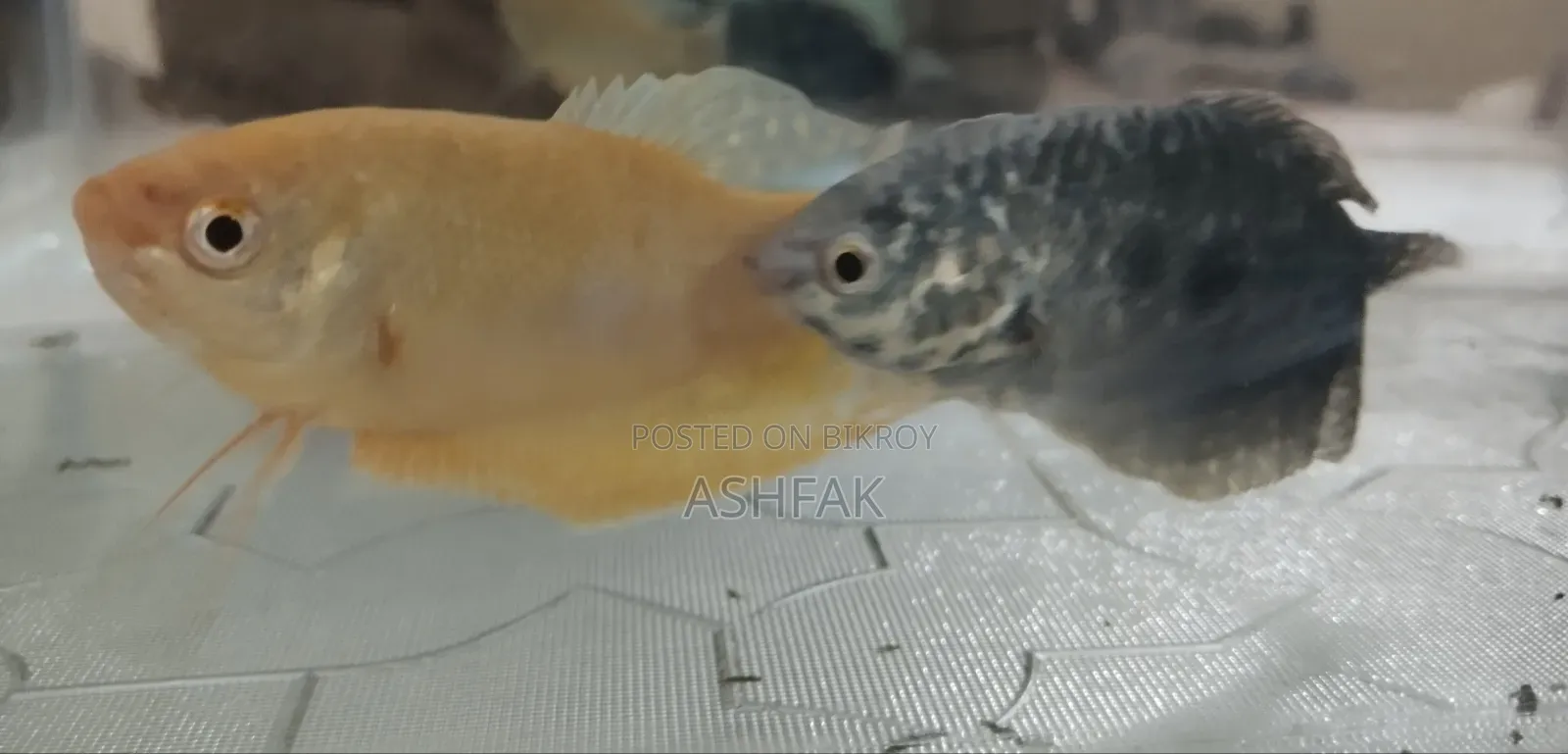Two Gourami fish for sale
