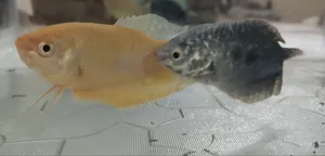 Two Gourami fish for sale