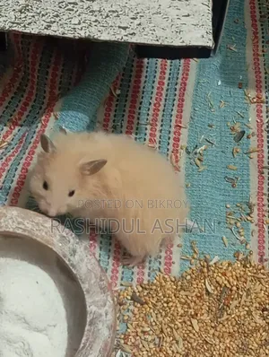 Syrian Hamster Pair Setup