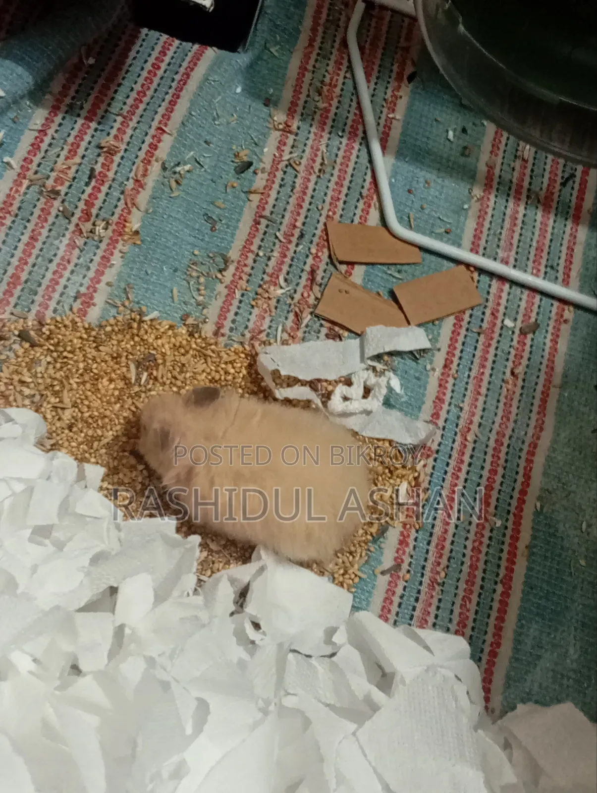 Syrian Hamster Pair Setup