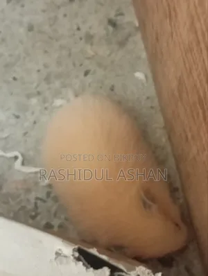 Syrian Hamster Pair Setup