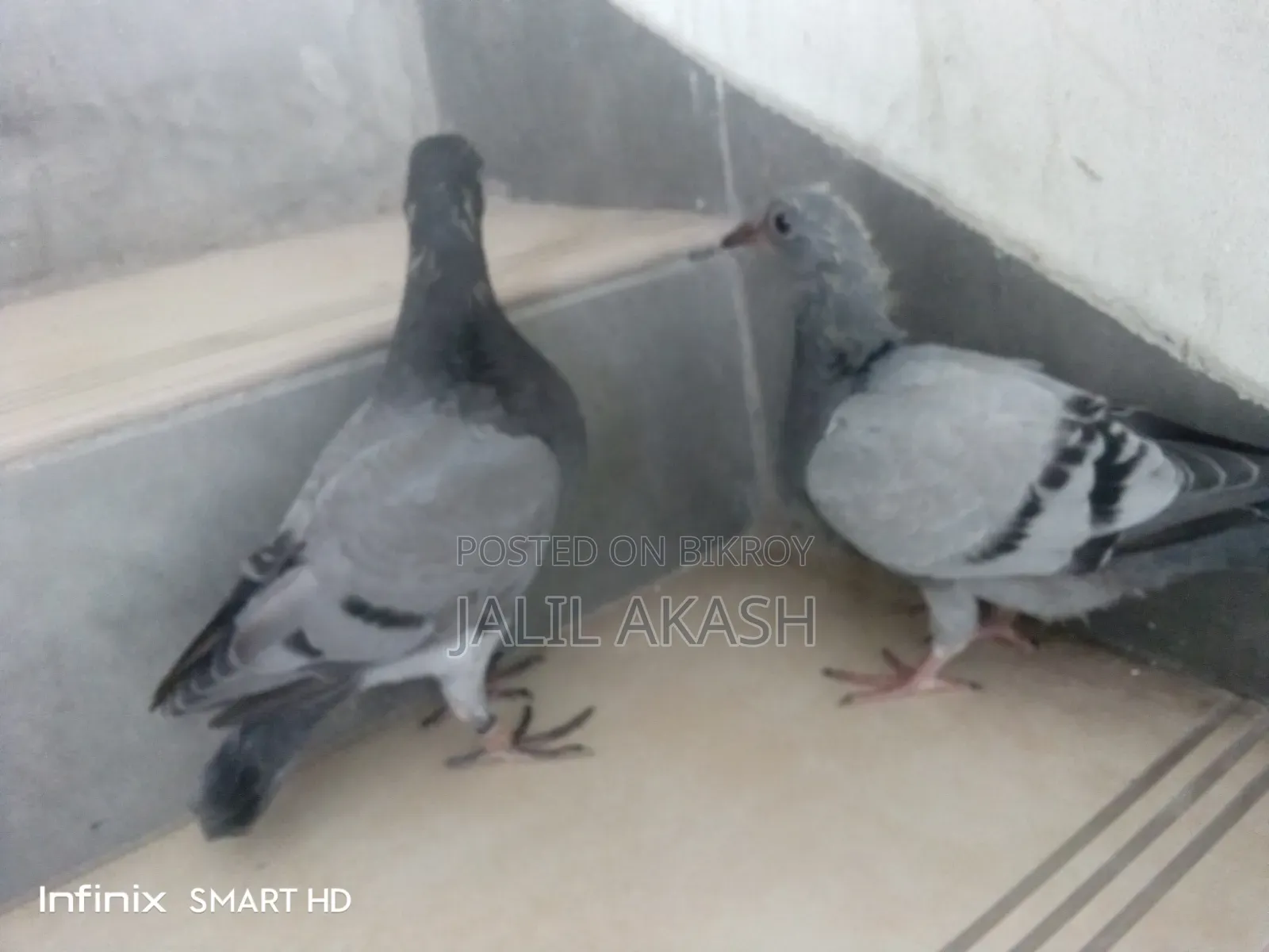 Racer Pigeon, 2 pairs of babies
