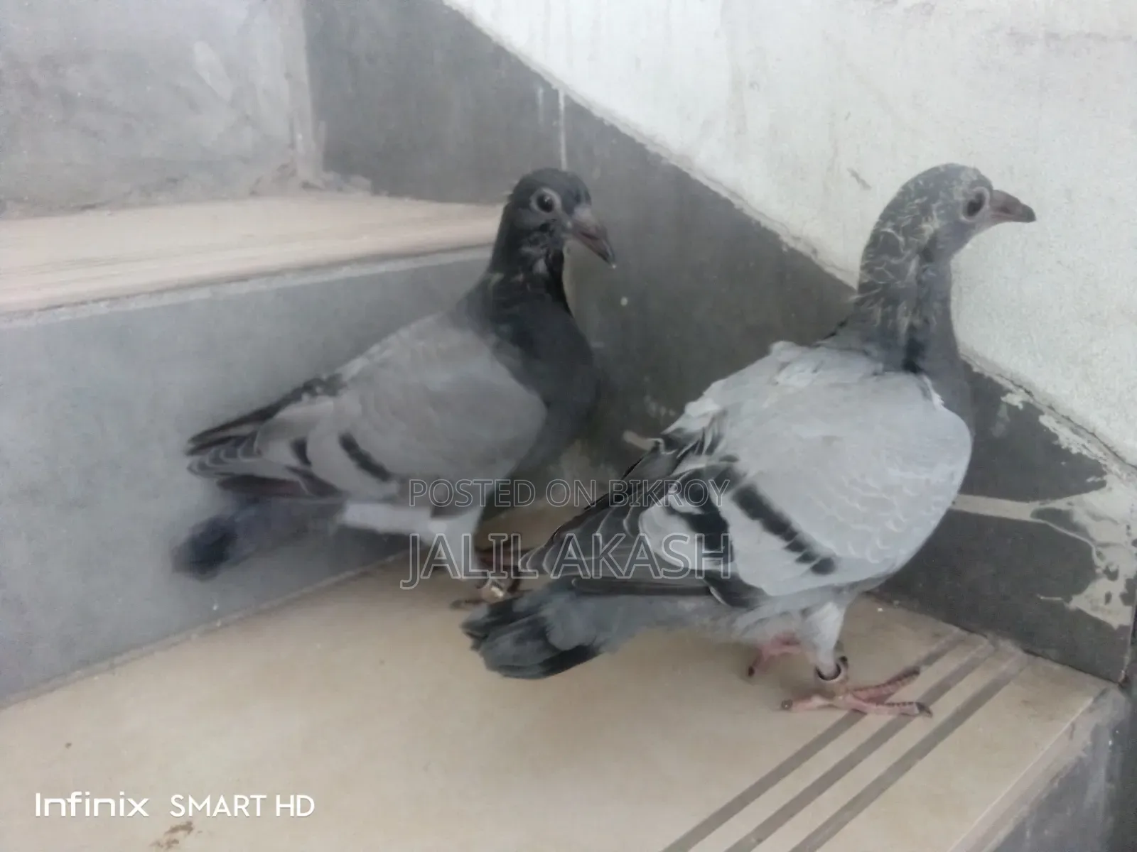 Racer Pigeon, 2 pairs of babies