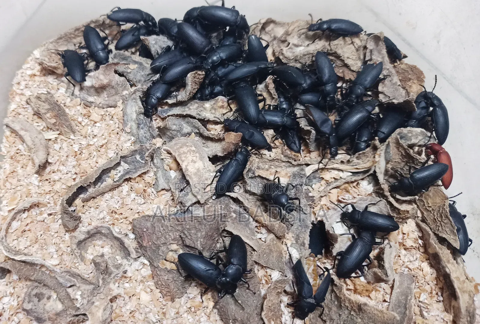 Beetle Larva Mother (Super Worm Mealworm)