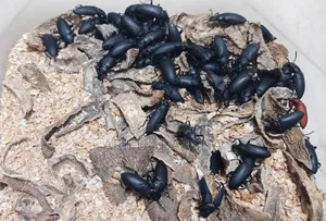 Beetle Larva Mother (Super Worm Mealworm)