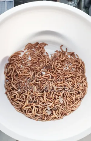 Beetle Larva Mother (Super Worm Mealworm)