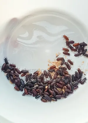 বিটল লার্ভা মাদার (সুপার ওয়ার্ম মিলওয়ার্ম)