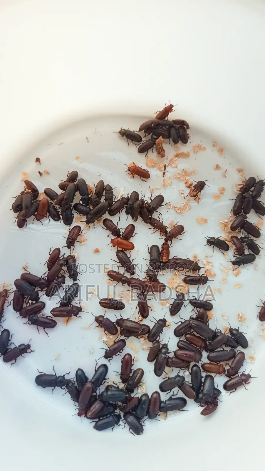 Beetle Larva Mother (Super Worm Mealworm)