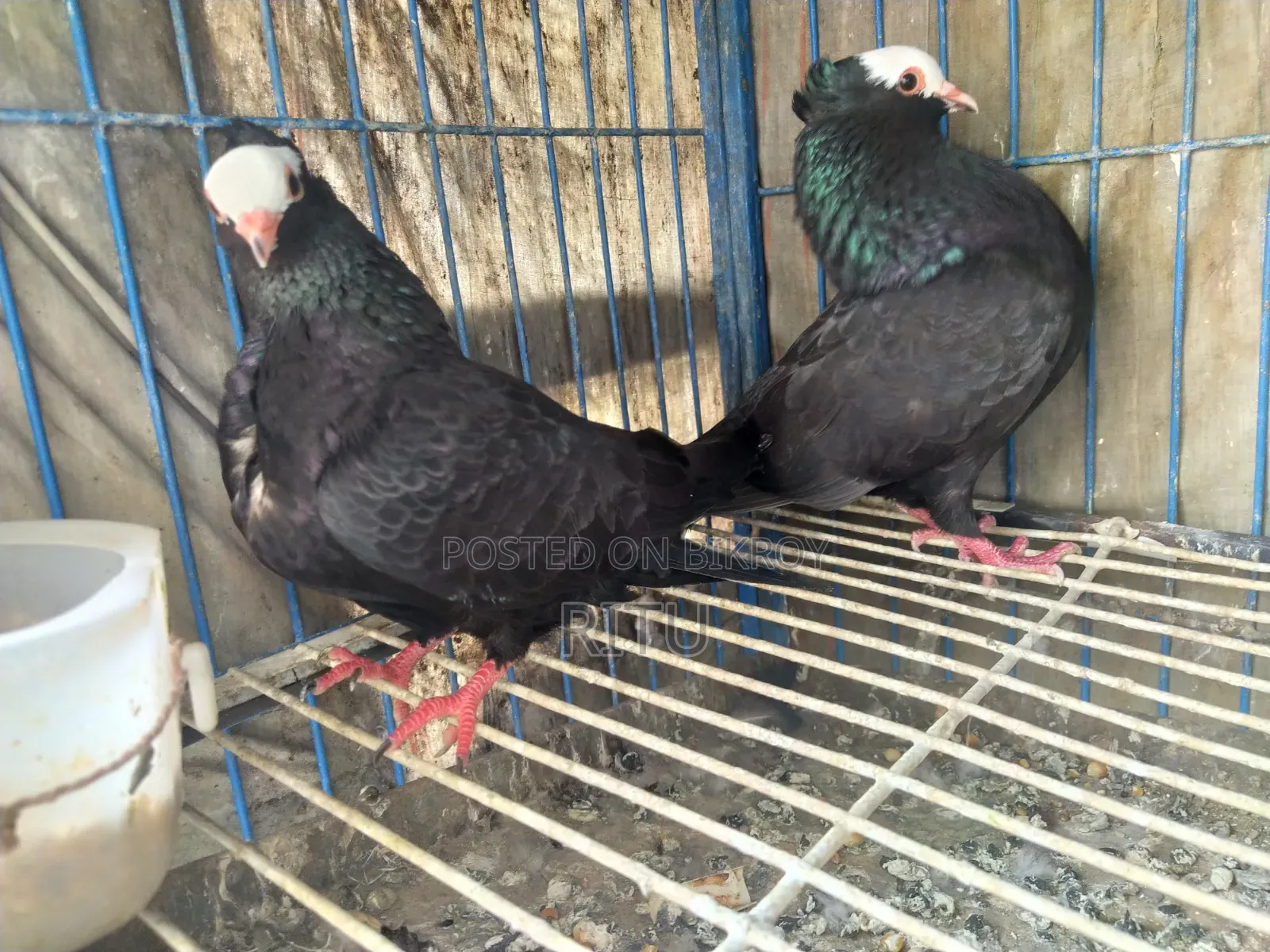 Mukkhi Pair