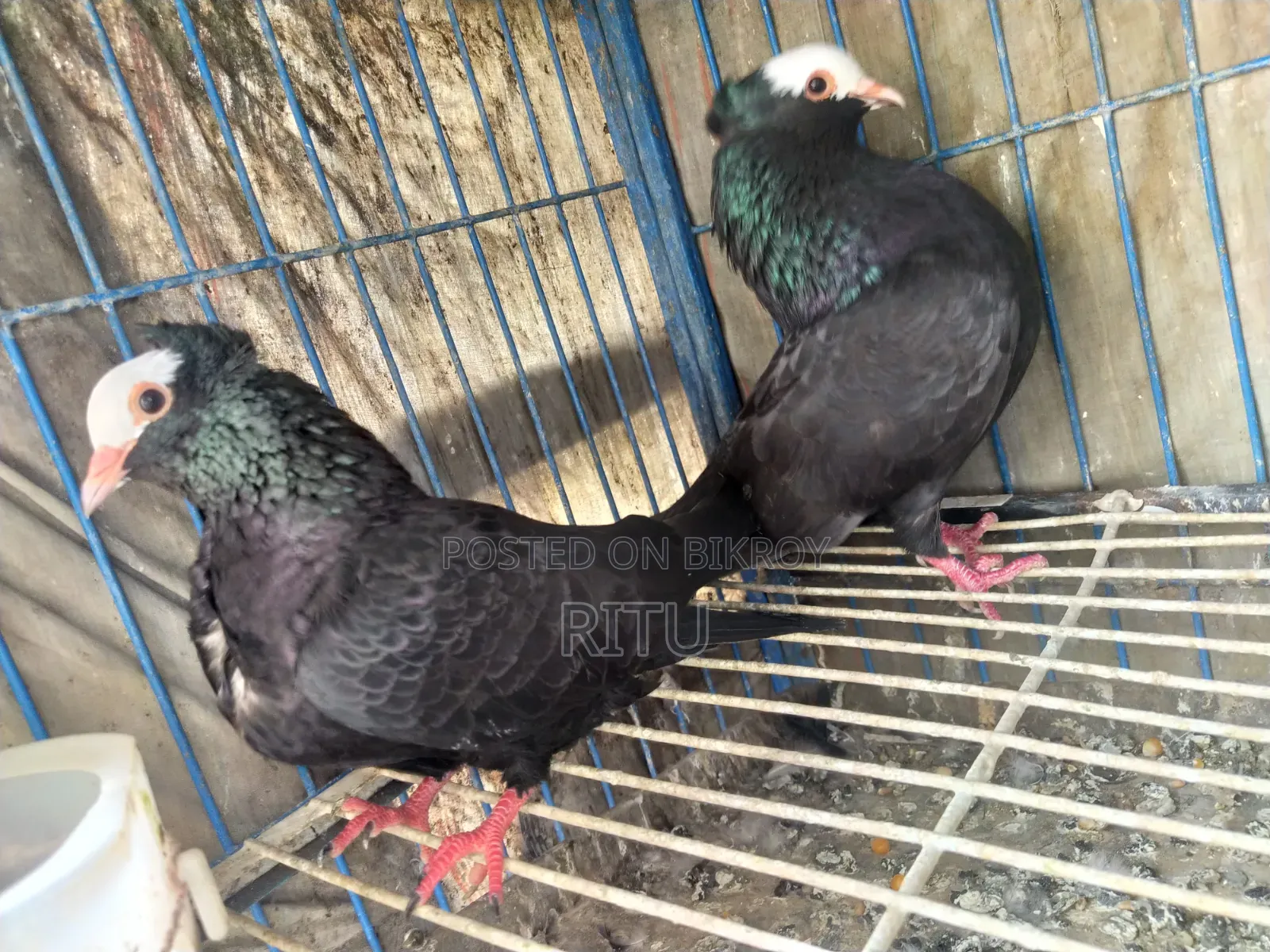 Mukkhi Pair