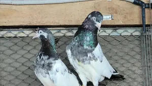 Pakistani Teddy, Katchuri, Lalpari, Kamagar, Salati, Master Pair