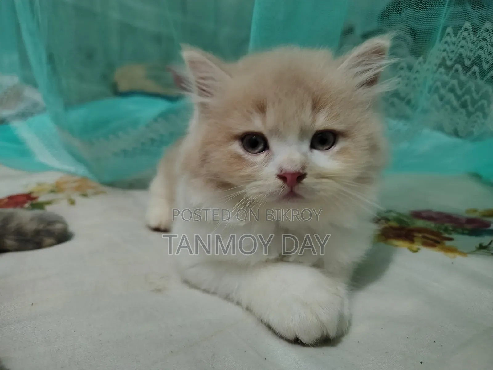 1-3 months Female Purebred Persian