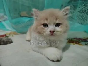 1-3 months Female Purebred Persian