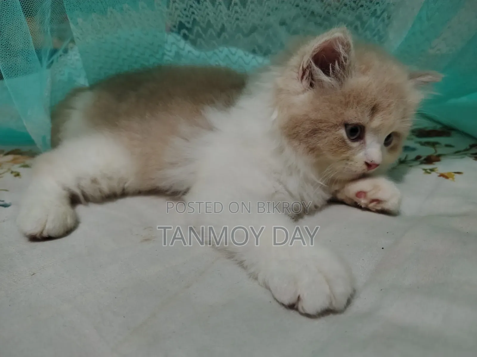 1-3 months Female Purebred Persian