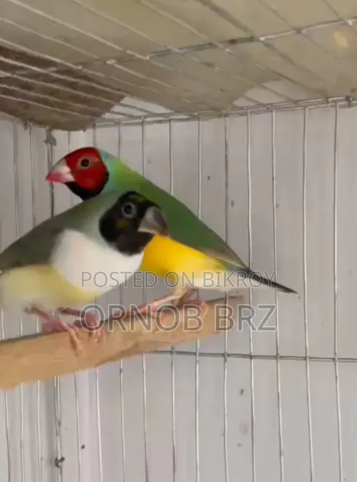 Gouldian Finch