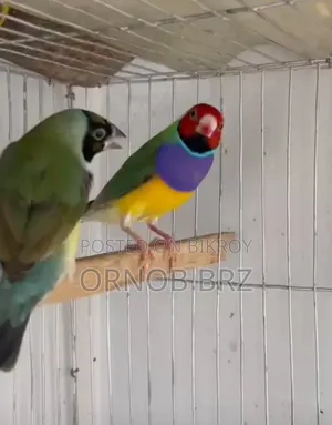 Gouldian Finch