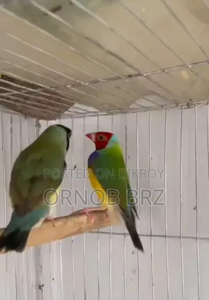 Gouldian Finch