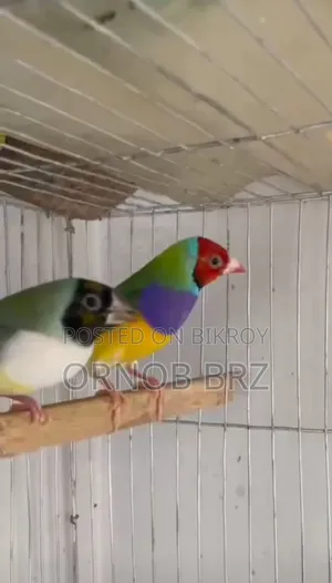 Gouldian Finch