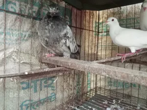 Sab Chila Jabra Bachaa And Crested Dove Baby