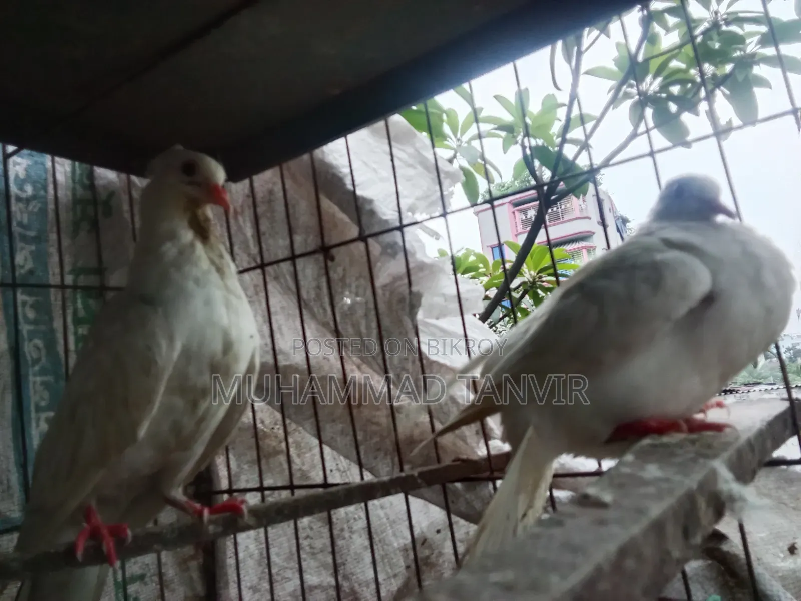 Sab Chila Jabra Baby and Crested Dove Baby