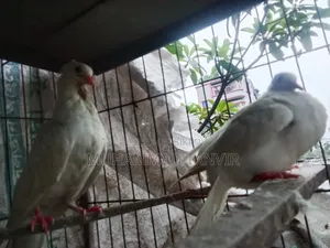 Sab Chila Jabra Baby and Crested Dove Baby