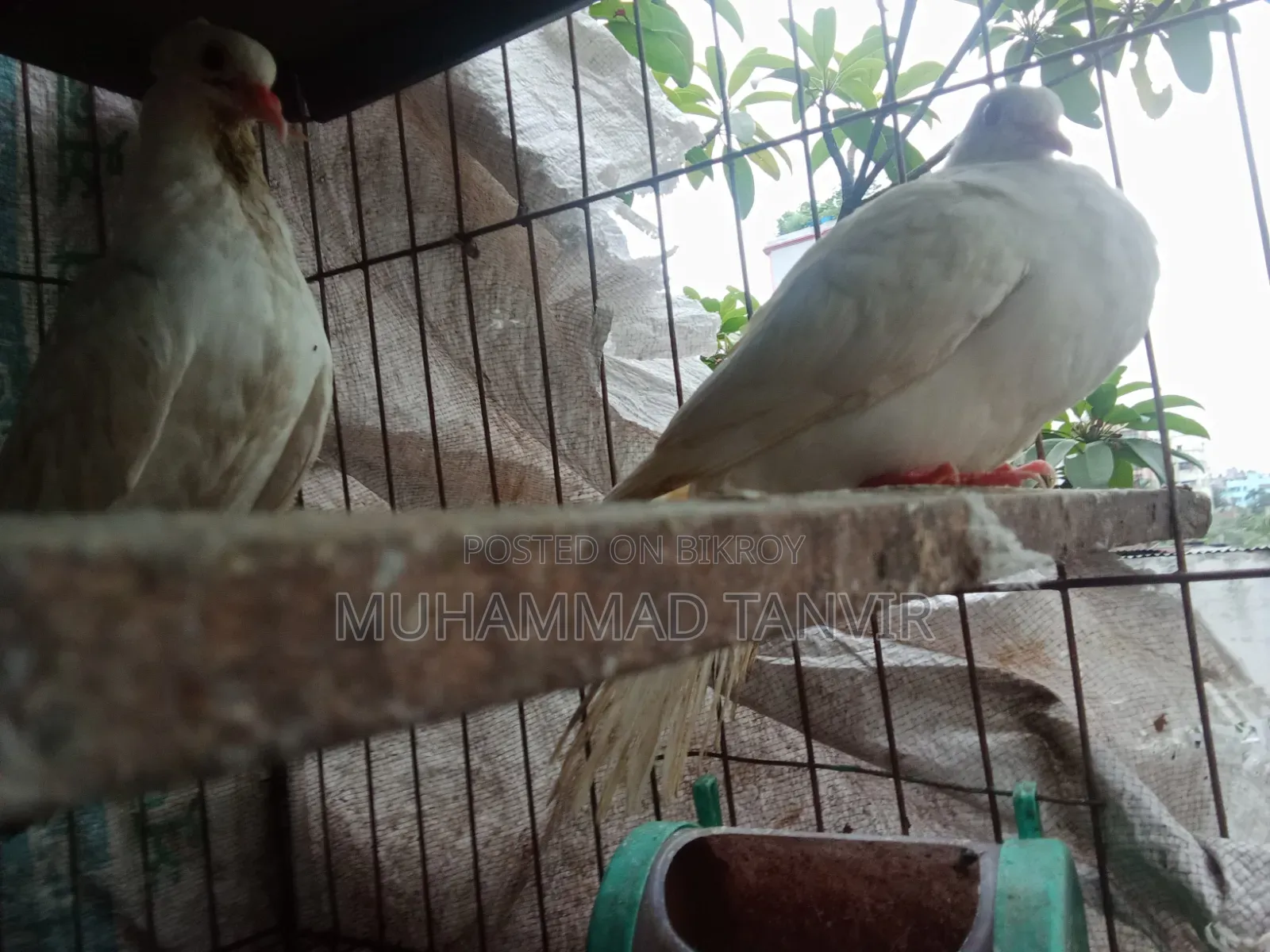Sab Chila Jabra Baby and Crested Dove Baby
