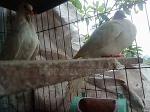 Sab Chila Jabra Baby and Crested Dove Baby
