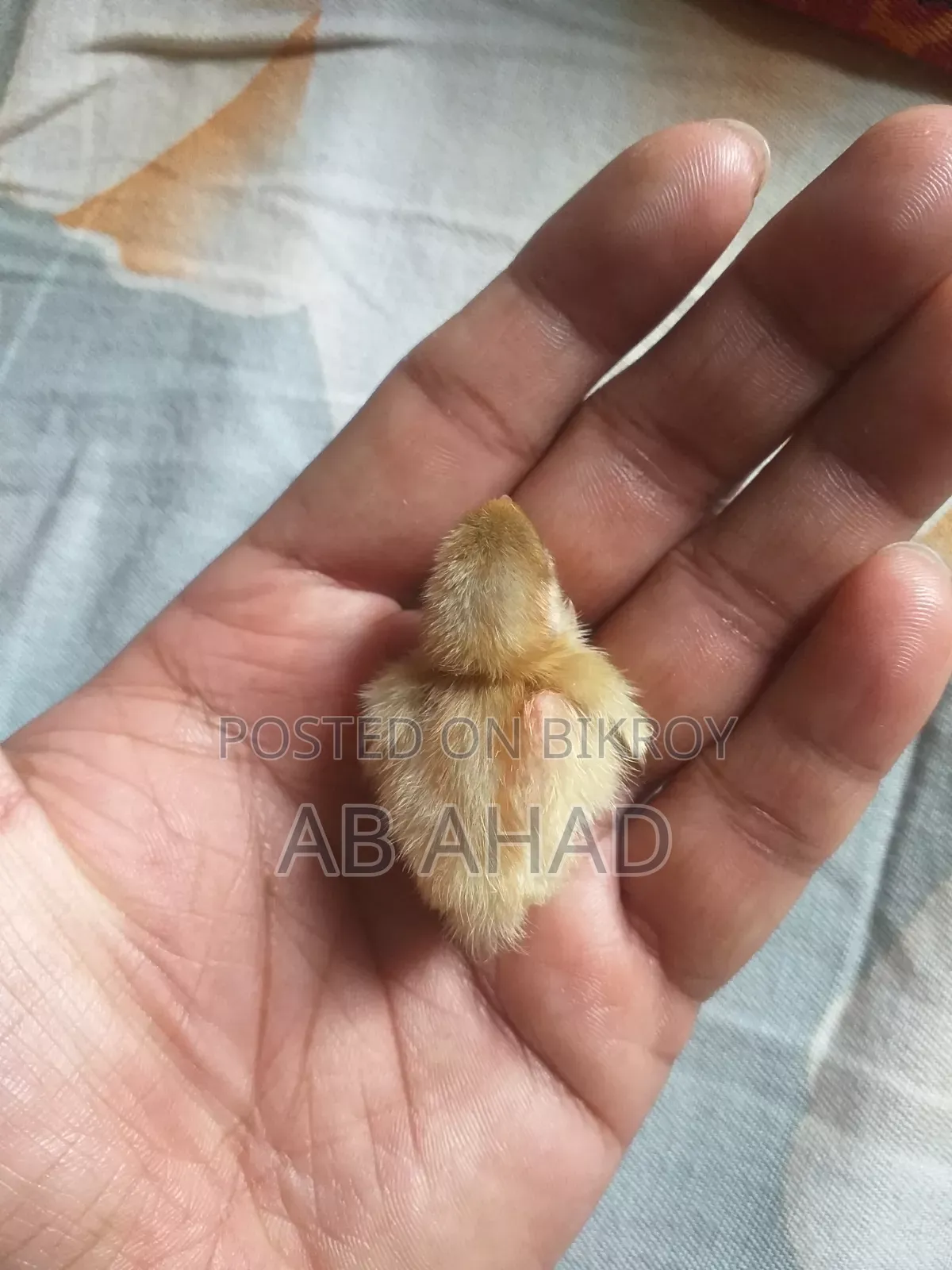 কিং কোয়েল পাখির বিভিন্ন বয়সের বাচ্চা বিক্রি করা হবে।