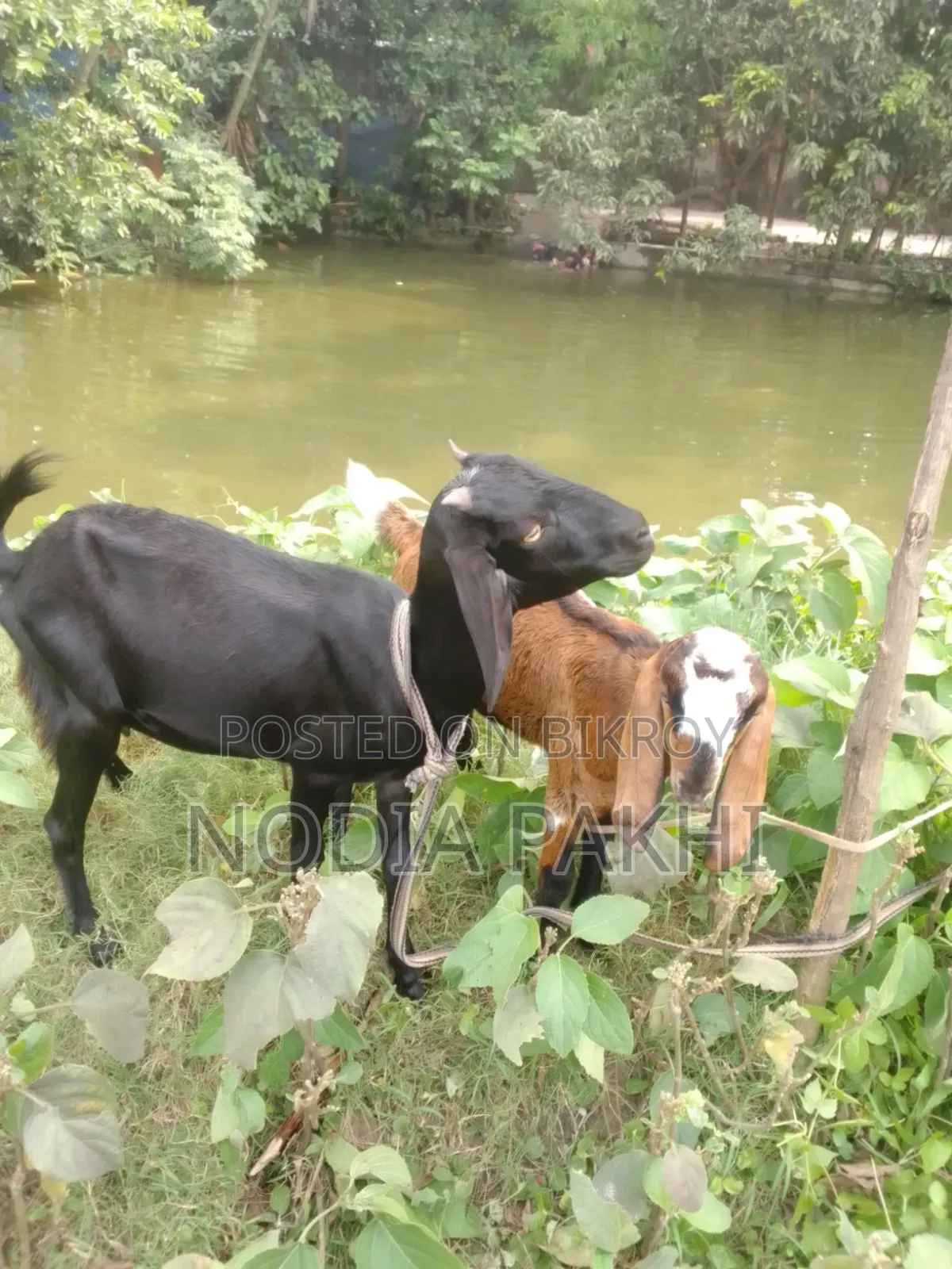 Deshi Black Bengal Goat