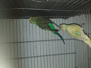 Two chicks and a pair of Budgerigar birds for sale.