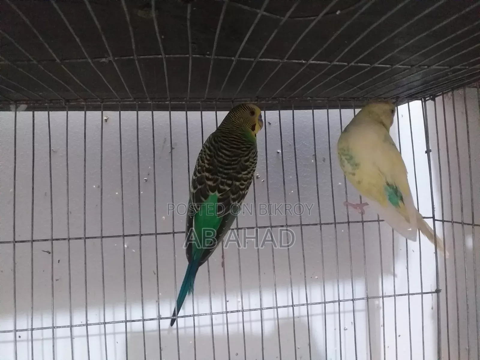 Two chicks and a pair of Budgerigar birds for sale.