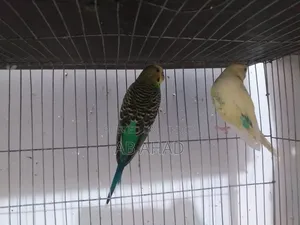 Two chicks and a pair of Budgerigar birds for sale.